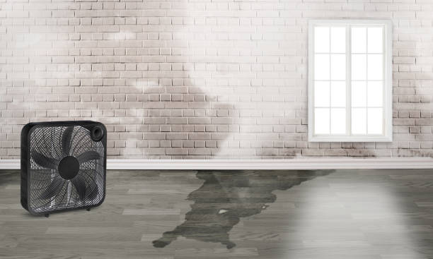 Best Local water damage restoration  in Langley, WA